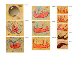 Equine Fetal Development Stages Animal Science Horses