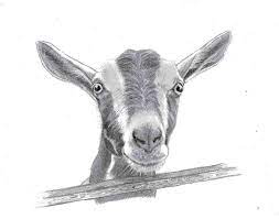 Drawings Of Milk Had Done The Most Wonderful Pencil Drawing From The Photo Above Goats Goat Art Pencil Drawings