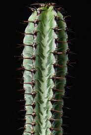 Image result for Euphorbia epicyparissias