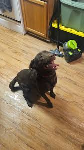 Found chocolate lab