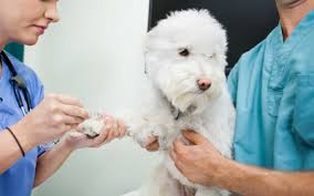 Maybe you would like to learn more about one of these? Preparing Your Pet For A Blood Test Vca Animal Hospital