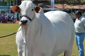 Viatina-19: Nellore Breed Cow Sold for ₹40 Crore in..