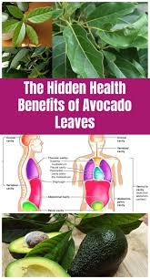 The Hidden Health Benefits Of Avocado Leaves Healthbenefitsofavocados Avocado Benefits Avocado Health Benefits Avocado Leaves