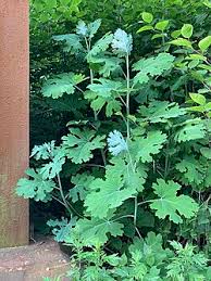 Image result for Macleaya