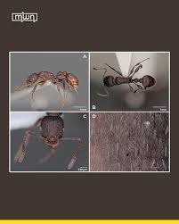 Image result for Anthonotha noldeae