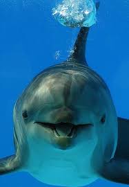 Dolphin Mantrize Hello Dolphins Animals Marine Animals