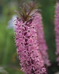 Image result for Eucomis