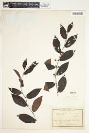 Image result for Ampelocissus abyssinica