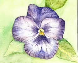 See more ideas about wildflower drawing, botanical illustration, botanical art. Purple Pansy Flowers Drawings Pictures Drawings Ideas For Kids Easy And Simple