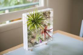 Air knots | air plants and orchids display available sets that include tillandsia air plants create unique wall vertical gardens that become living art Airplantman Vertical Garden Designs Ideas On Dornob