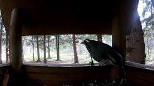 Bird Bouncing Golf Ball On Concrete Birds Eat In The Feeder Https Www Youtube Com Attribution Link A Pkygy3fqiyo U 2fwatch 3fv 3dlhyu7pqamn4 26feature 3dshare Pticy