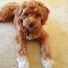 Cavoodle Cavapoo Poodle Hybrid Poodle Mix Oodle Doodle Dog Puppy Pinned By Myoodle Com Poodle Mix Cavapoo Puppies