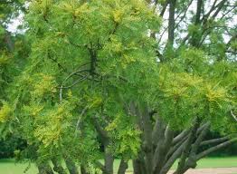 Image result for Kirkia