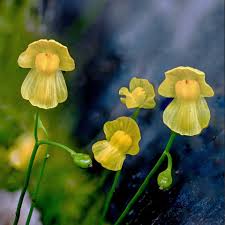 Image result for Utricularia appendiculata