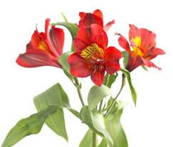 Utility of this flower in recent floral estimates. Red Alstroemeria Flower Jr Roses