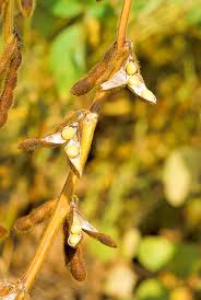 Kuat akar kerana tunjang, kuat tunjang kerana akar. Soya Definition And Synonyms Of Soya In The Malay Dictionary