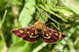 Image result for Pyrausta ostrinalis