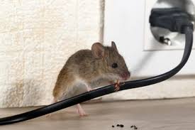 We did not find results for: Mouse Vs Rat Can You Spot The Difference Rodent Control