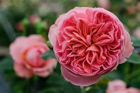 If your garden naturally lies wet, you'll want to incorporate some sand or coarse grid and organic matter when planting to improve drainage. Five Ways To Grow Better Roses Bbc Gardeners World Magazine