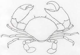 See crab drawing stock video clips. How To Draw A Crab Step By Step For Kids Beginners