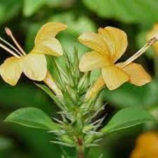 Image result for Barleria superata