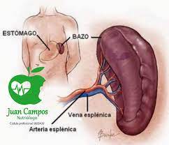Contiene los glóbulos blancos que luchan contra los gérmenes. El Bazo Es Un Organo Que Se Nutriologo Juan Campos Facebook