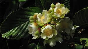 Image result for Tetracera boiviniana