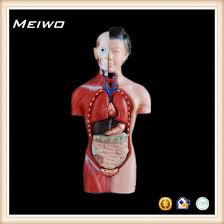 Female anatomy torso deals at alibaba.com that ensure you get maximum value for if you are. 42cm Female Torso Model Torso Anatomy Model China Teaching Model Human Anatomy Model Made In China Com