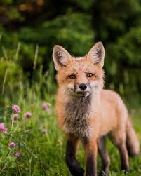 We have a massive amount of hd images that will make your computer or smartphone look absolutely fresh. 55 Wallpapers Of Animals On Wallpapersafari