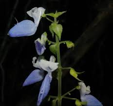 Image result for Coleus lasianthus