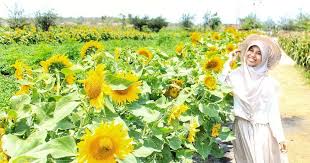 6 taman bunga matahari yang sedang viral dan banyak dikunjungi! Ini Lokasi Kebun Bunga Matahari Bantul Spot Foto Yang Lagi Booming