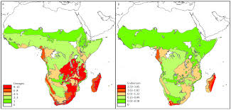 Image result for Strephonema
