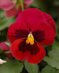 Ethsia Fyta Pansies Flowers Raised Bed Flower Garden Pansies