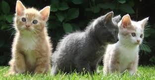 Free kittens (grk > comanche texas) hide this posting restore restore this posting. Free Sweet Cat Images Pictures And Royalty Free Stock Photos Freeimages Com