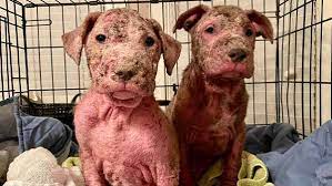 Maybe you would like to learn more about one of these? 2 Puppies Covered In Scabs On Long Road To Recovery At Southern Indiana Rescue