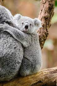 Koala Facts For Kids Koala Koalabar Tiere Wild