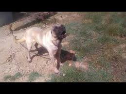 Youtube Goruntuler Ile Kangal Kopegi Aslan Coban Kopegi