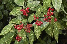 Wie die pavie ist die rote rosskastanie gegen die miniermotte bisher weitgehend resistent. Im Ziergarten Beliebte Straucher Kleine Ubersicht