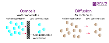 Diffusion is a process where molecules of a material move from an area of high concentration (where there are many molecules) to an area of low concentration (where there are fewer molecules) until it has reached equilibrium (molecules evenly spread). Diffusion Osmosis Difference Between Diffusion Osmosis