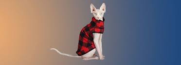 See more ideas about sphynx cat clothes, sphynx cat, cat clothes. Sphynx Cats Clothes The Complete Guide Meowtee