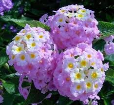 Pastikan memotong bagian daun yang sudah layu atau tua dan membersihkan daun dari debu. Daftar Nama Bunga Lengkap Beserta Gambar Dan Penjelasannya Bibitbunga Com