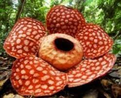 Parasitic Plants Steal Genes From Their Hosts Ornamental Plants Corpse Flower Flowers