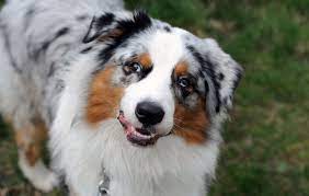 Again, you should meet the parent dogs as well as the puppy before you buy. Border Collie Australian Shepherd Mix Everything You Need To Know Perfect Dog Breeds