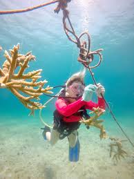 I learned about the research and conservation of marine life and the sister islands in ccmi's coral nursery. Little Cayman Coral Spawning Proves Restoration Potential Cayman Compass