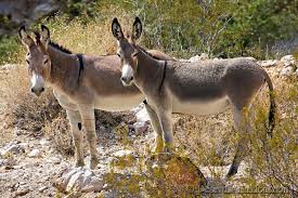 Pictures Of Animals At White Mountains Az Mountains These Guys Are More Attractive Than Anything Ive Seen In Arizona Animal Pictures Animals