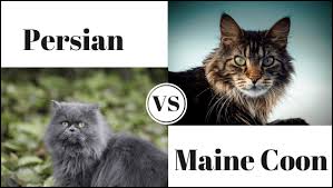 This post contains affiliate links. Persian Cat Vs Maine Coon Persian Cat Corner