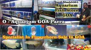 0 Aquarium Goa Aquarium Fish Store Goa Aquariumstorevisit Fishstorev Aquarium Store Aquarium Fish Aquarium Fish Store