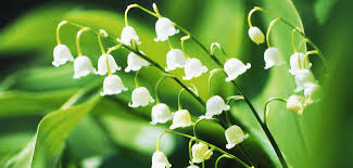 Check spelling or type a new query. May 1st The Lily Of The Valley A Traditional Flower For Good Luck And Symbol Of Spring