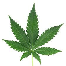 Download Weed Png Image For Free We provide millions of free to download high definition png images. download weed png image for free