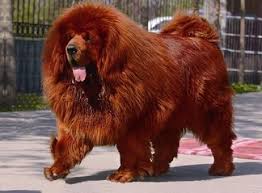 Cao Da Raca Mastiff Tibetano O Mais Caro Do Mundo Cao Mais Caro Do Mundo Mastim Tibetano E Caes Caros